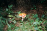 A fly agaric in the woods
